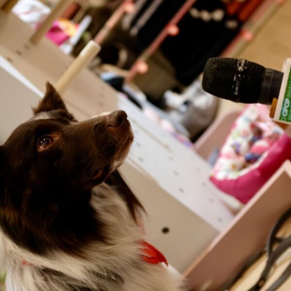 3 marzo a Moncalieri: giochi ed educazione cinofila con L’Isola dei Tesori e Dogsportal