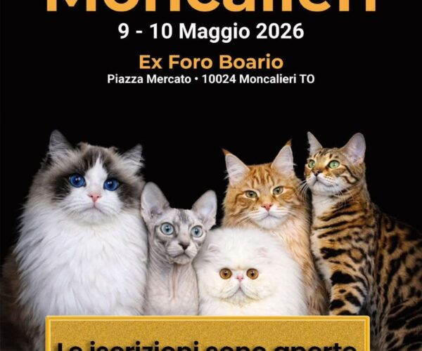 Moncalieri capitale dei gatti: arriva la grande Expo Felina internazionale