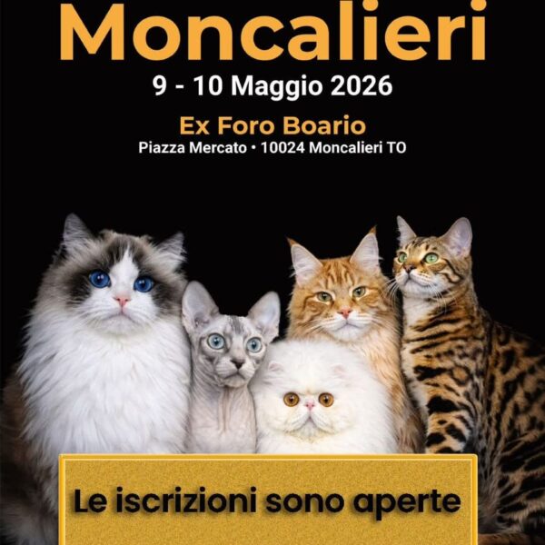 Moncalieri capitale dei gatti: arriva la grande Expo Felina internazionale