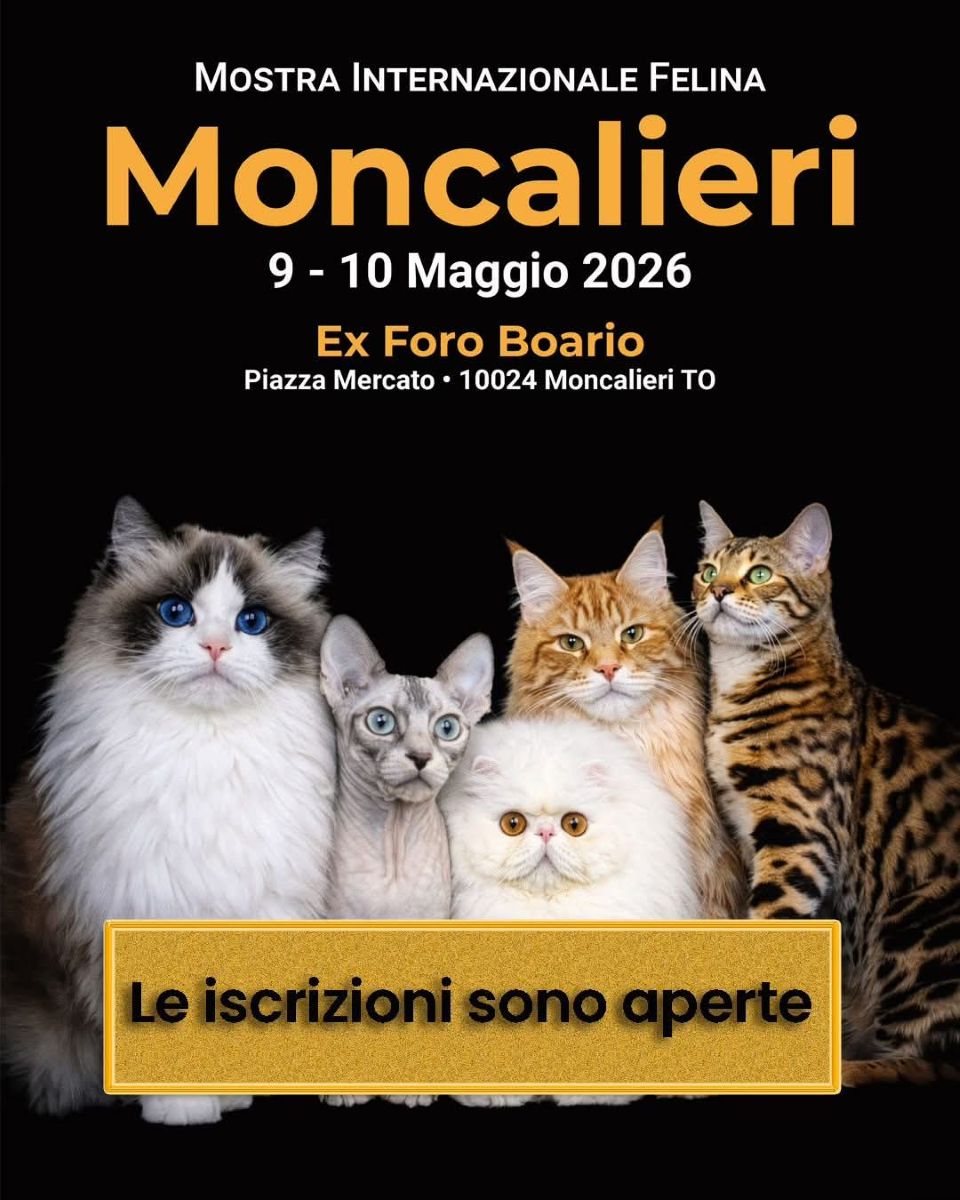Moncalieri capitale dei gatti: arriva la grande Expo Felina internazionale