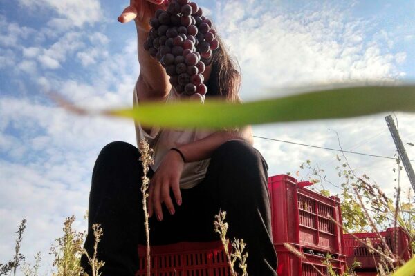 De Simone Winery