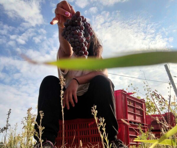 De Simone Winery
